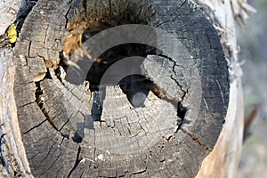 Black hole in a tree trunk, the entrance to the bird& x27;s nest is an old tree, bark