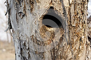 Black hole in a tree trunk, the entrance to the bird& x27;s nest is an old tree, bark