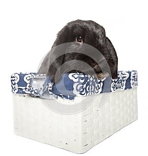 Black holland lop baby rabbit in a white busket isolated from th