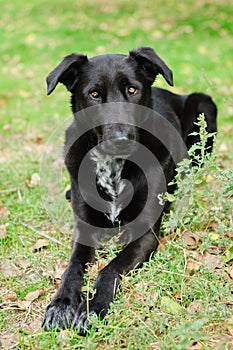 Black homeless dog with sad brown eyes lying on the grass. Vertical orientation