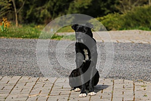 Black homeless dog is seet on pavement. Selective focus
