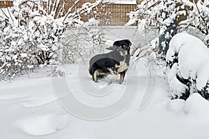 Black homeless dog on the snow in frosty weather. The dog freezes on the snow