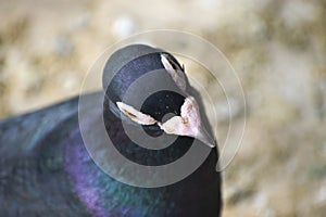 Black homer pigeon head view close up