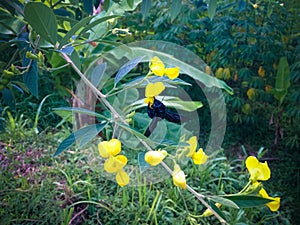 Black Honeybee Or Melissodes Bimaculata Sucking Pigeon Pea Plant Flowers In Agricultural Area