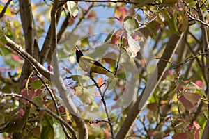 Black-hooded oriole