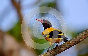 Black-hooded oriole on the branch
