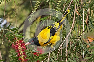 Black-hooded oriole - Oriolus xanthornus