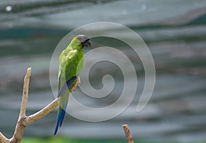 Black-Hooded Parakeet or Black-hooded Parakeet or Nanday Parakeet  Aratinga nenday