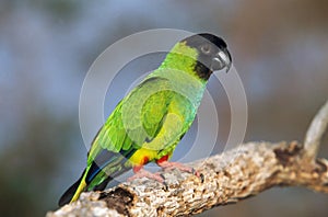 Black Hooded Parakeet or Nanday Conure, nandayus nenday, Adult standing on Branch, Pantanal in Brazil