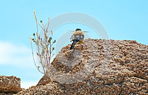 A Black-hooded sierra finch bird carrying branches on the rock of Isla Incahuasi outcrop, Uyuni Salt Flats, Bolivia