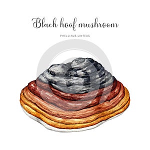 Black hoof mushroom watercolor illustration. Phellinus linteus fungus painted image. Medicinal tree mushroom