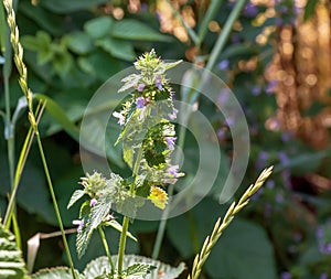 Black horehound or Ballota nigra, medicinal plant. The plant has antispasmodic, sedative and tonic properties photo