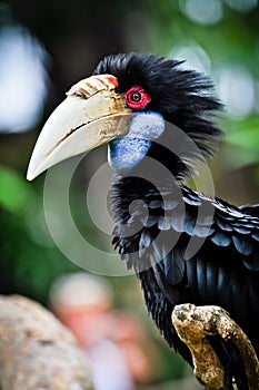 Black Hornbill