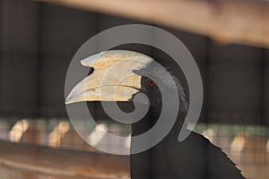 black hornbill Anthracoceros malayanus 1