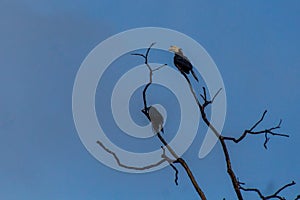 Black hornbill Anthracoceros malayanus on a tree near Kinabatangan river, Sabah, Malays