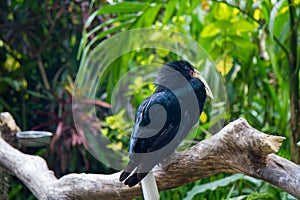 Black Hornbill bird, Bucerotidae standing on a wood in the nature