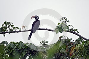 Black hornbill, Lake Kyaninga, Uganda