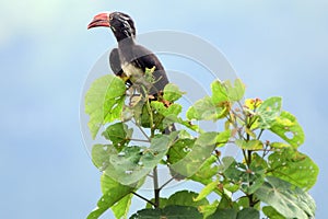 Black hornbill, Lake Kyaninga, Uganda