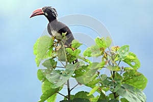 Black hornbill, Lake Kyaninga, Uganda