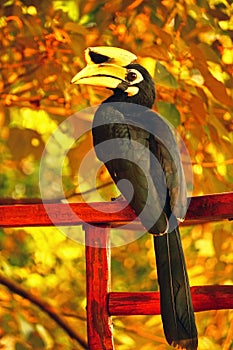 Black Hornbill in a Natural Environment