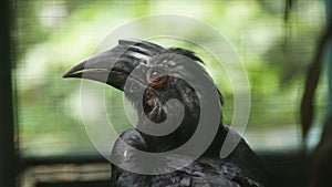 The black hornbill is a species of bird of the hornbill family Bucerotidae