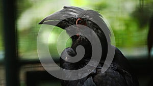 The black hornbill is a species of bird of the hornbill family Bucerotidae