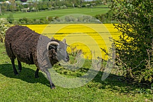 Black horned ram on Old Oswestry hill fort in Shropshire