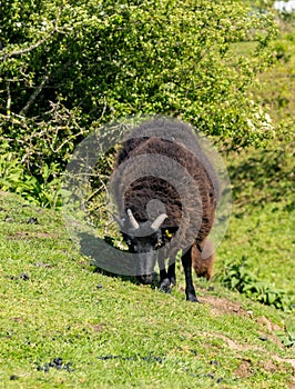 Black horned ram on Old Oswestry hill fort in Shropshire