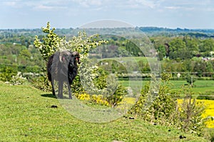 Black horned ram on Old Oswestry hill fort in Shropshire