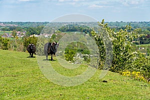 Black horned ram on Old Oswestry hill fort in Shropshire