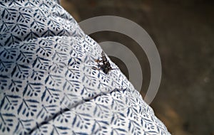 Black Hornet Insect sitting above the shirt of man with texture and pattern backdrop