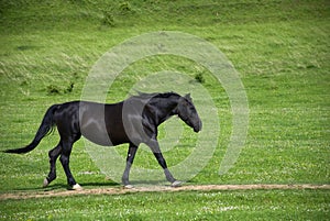 Black horse