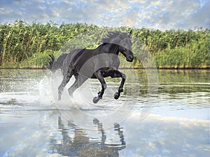 Black horse