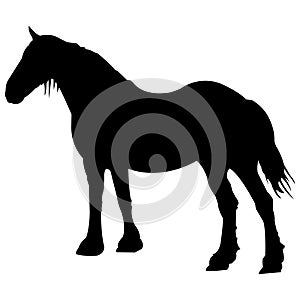 Black horse