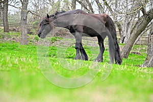 black horse animals domestic