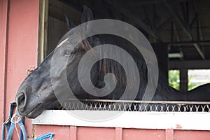 Black Horse in the Barn