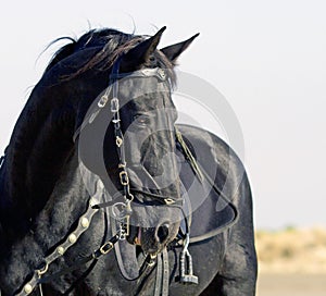 Black horse on the beach