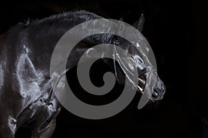 Black horse on black background