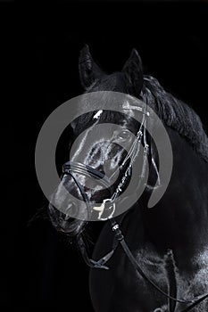 Black horse on black background
