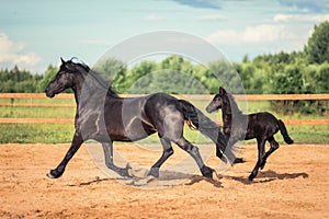 Black horse and black foal galloping