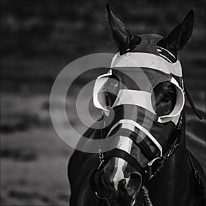 Black horse with black and white mask