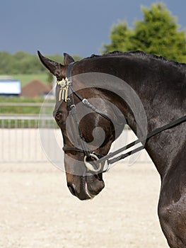 Black Horse In Bridle