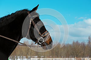 The black horse with the brown snaffle bridle is standing on the winter training arena on against the blue sky