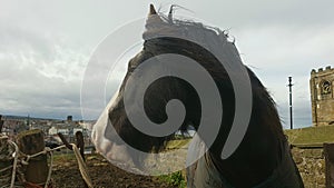 Black Horse/ Caballo Negro photo