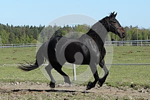 Black horse canter gallop in the field