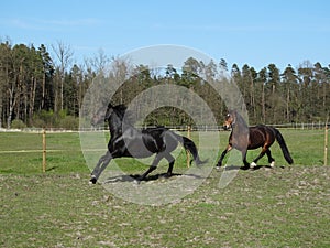Black horse canter gallop in the field with bay horse