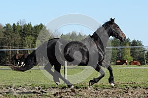 Black horse canter gallop in the field with bay horse