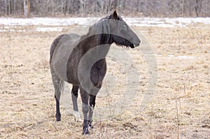 A Black horse closeup standing in a meadow on Wolfe Island, Ontario, Canada