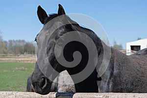 black horse on a country farm. close-up . summer time.