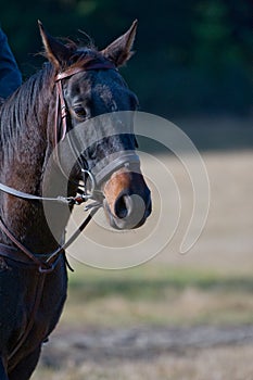 Black horse in countryside